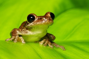 Cuban Tree Frog Photographed on a Backlit Green Leaf