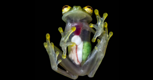 Transparent-skin-of-glass-frogs-reveals-eggs-waiting-to-be-hatched-