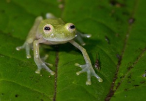 glass-frog